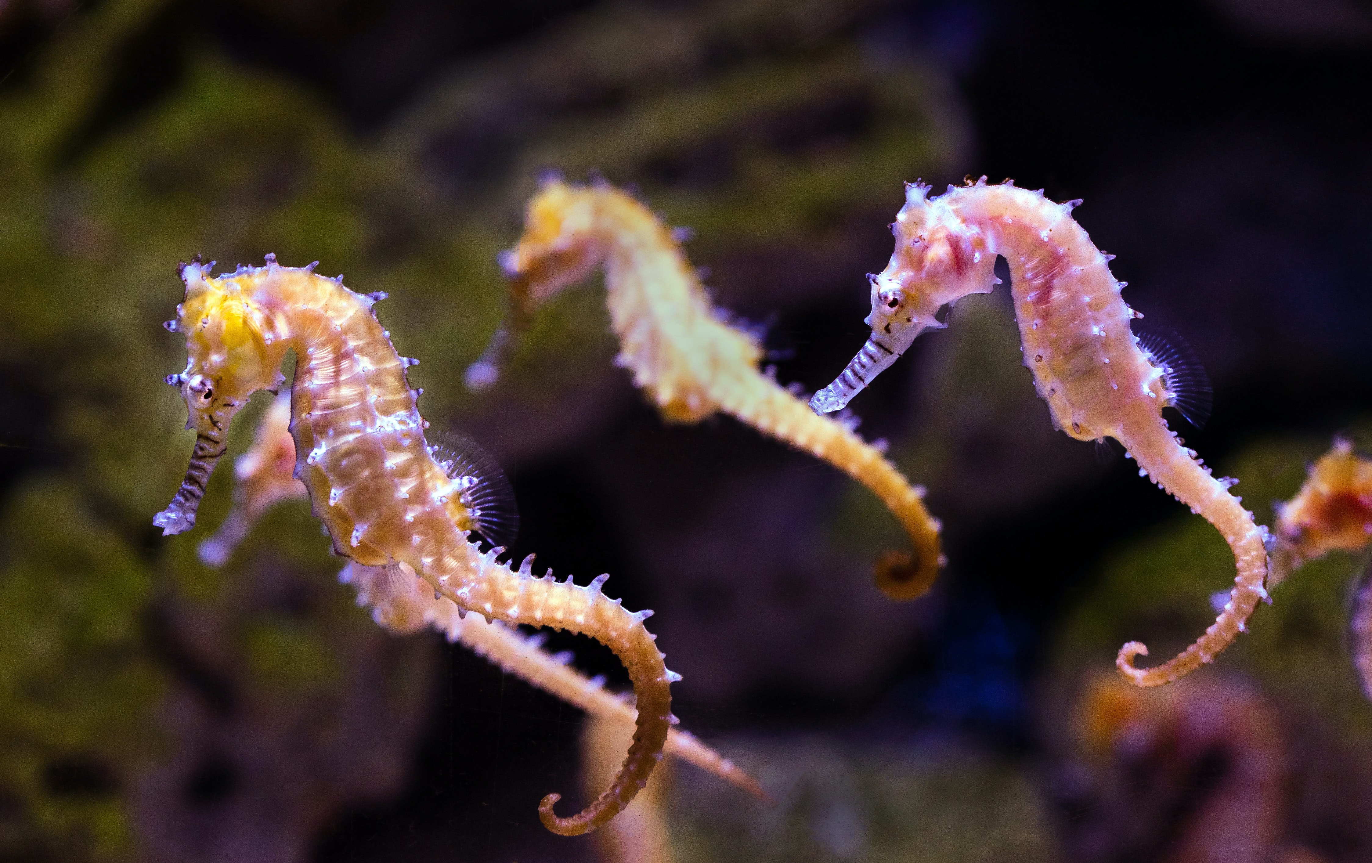 Фото морского конька. Морской конек. Морской конек блюда. Разновидности морских коньков. Морские коньки стая.