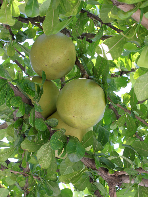 The calabash tree is found mainly in the Caribbean, parts of Africa, as well as Central and South America.