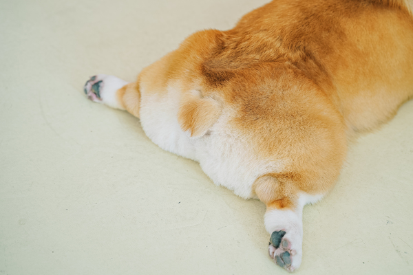 The highlight of the café is this very cute, very fluffy corgi butt.