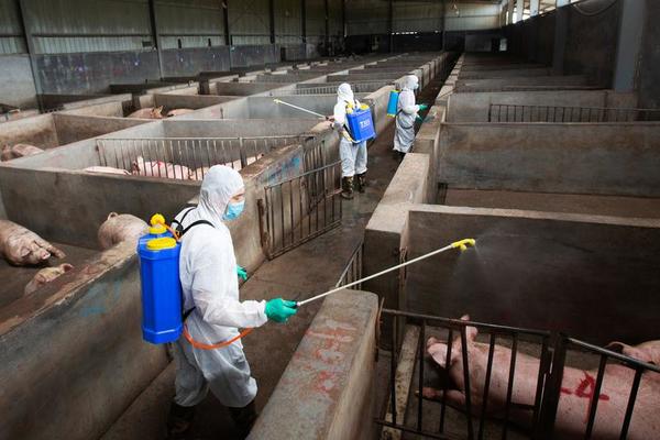 A pig farm in Jinhua, China, being disinfected to prevent the spread of ASF.