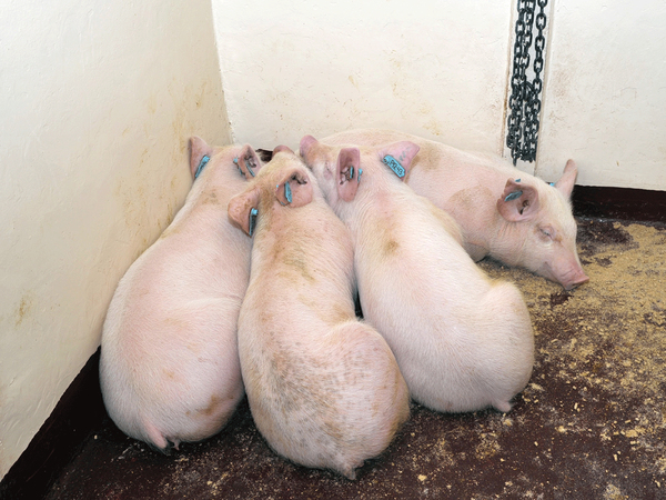 Pilling amongst pigs typically occur when pigs have a fever, a sign that the pigs may have ASF.