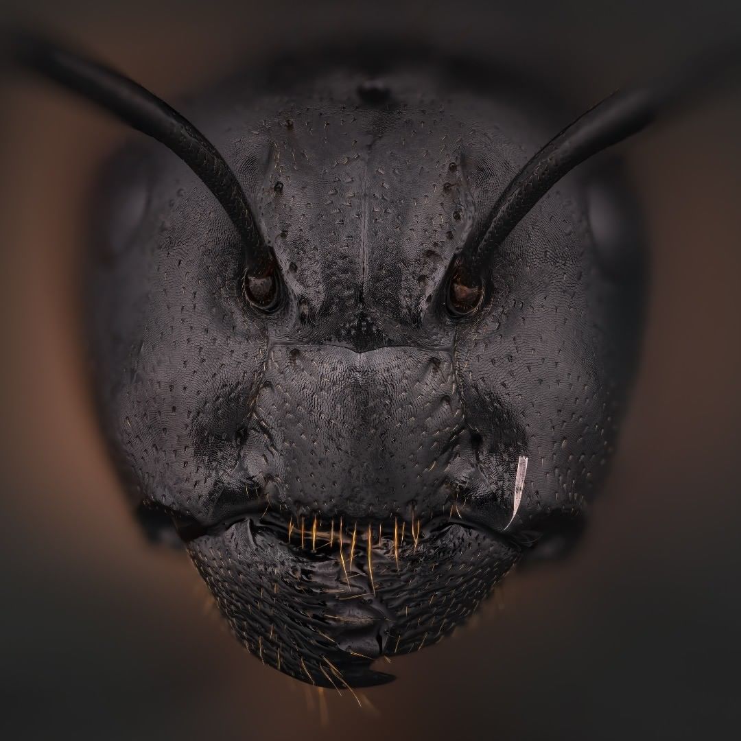 Demonic' Ant's Face Goes Viral & This Is Something I Never Needed