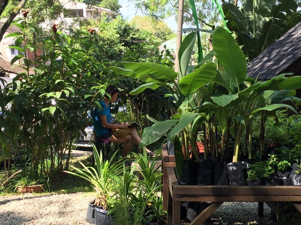 Free Tree Society in Bangsar.