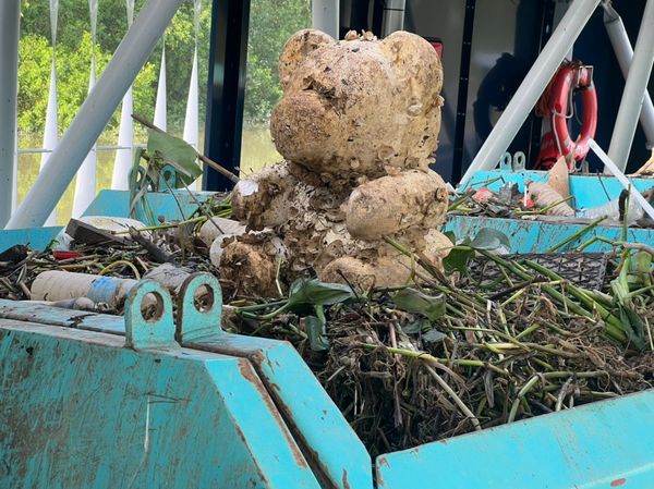 Second bear that was found in Klang River in November 2022.