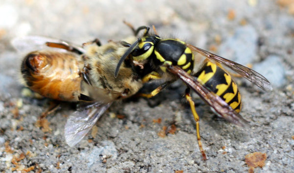 A yellowjacket wasp attacking a bee.