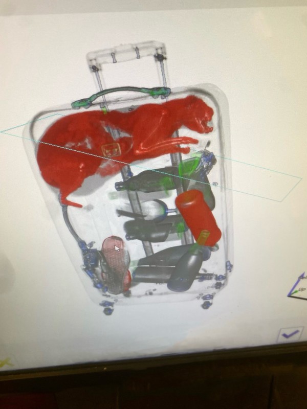 The X-ray of the cat found in a traveller's luggage bag.