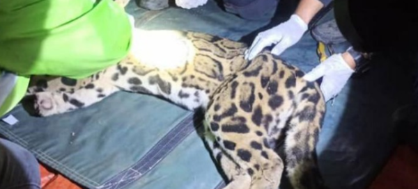 The leopard was shot with a sedative by the National Parks and Wildlife Department (Perhilitan).