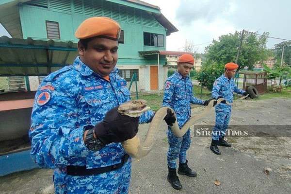 Members of Kulim APM display the roughly 4m-long cobra caught in a resident's house in Taman Sepilai yesterday, 29 November.