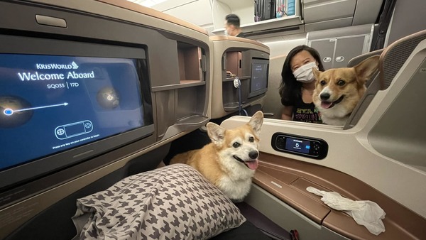 Business class corgis: Mindy (on the left) and Peanut (on the right).