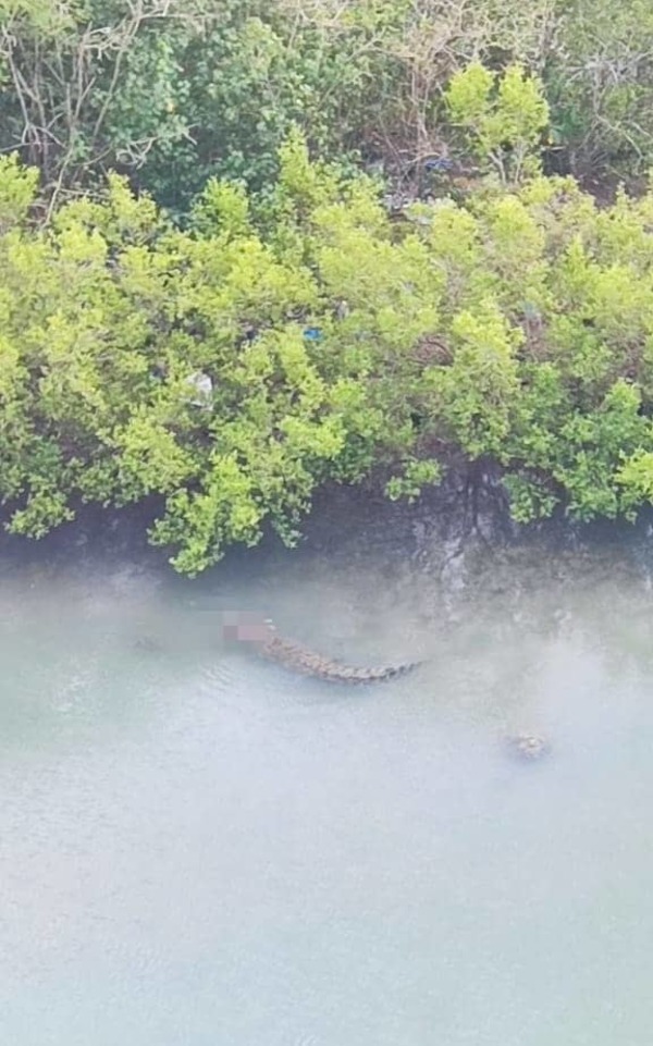 The alleged crocodile that attacked the father and son, swimming around with what is believed to be the body of the child in its jaws.