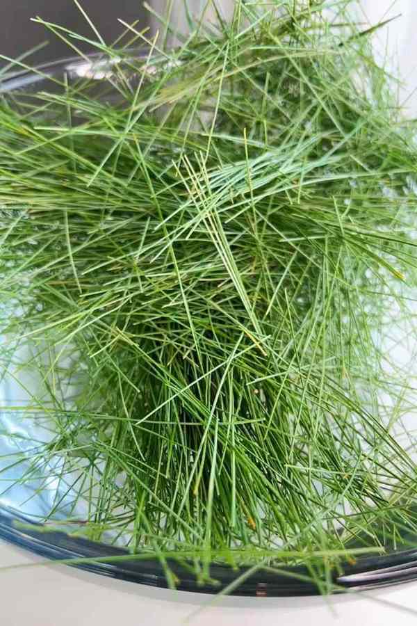 White pine needles used in the recipe.