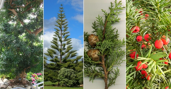 (From left to right) Yew plum pine, Norfolk Island pine, Cypress tree, and Yew tree.