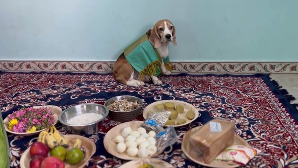 Sujatha's beagle in front of the spread she had laid out for it.