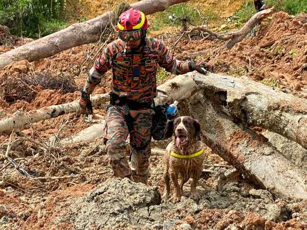 One of the K9 sniffer dogs hard at work in the mud, trying to locate the remaining victims of the landslide.