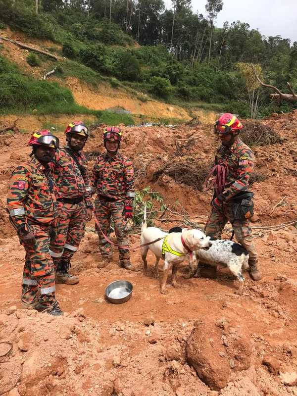 Two K9 sniffer dogs taking a well-deserved break, alongside their handlers.