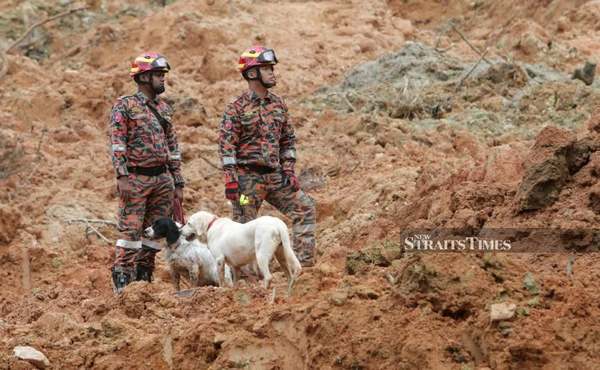 Sniffer dogs on duty with their handlers.