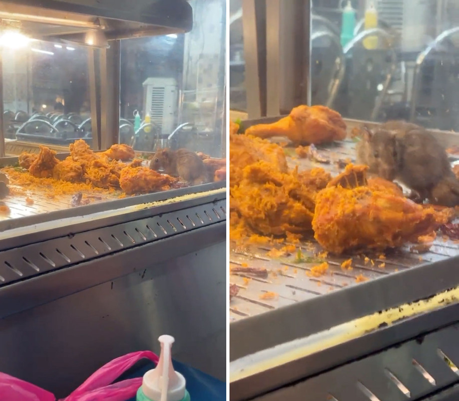 La vidéo d’un rat grignotant du poulet frit à Mamak devient virale
