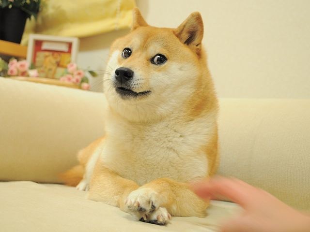 Shiba Inu derrière l’emblématique Doge Meme diagnostiqué avec une maladie du foie et une leucémie