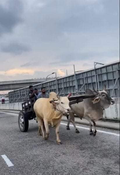 "Moo-ve Over" – Un char à bœufs passe au bulldozer sur l’autoroute à Seri Kembangan