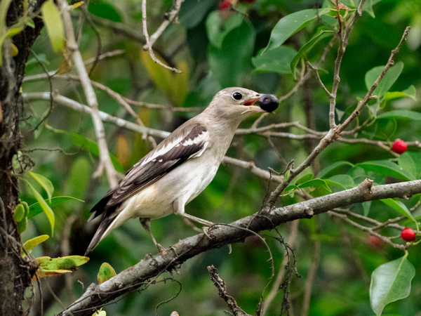 Daurian starling.