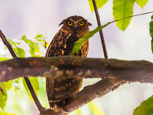 Buffy fish owl.