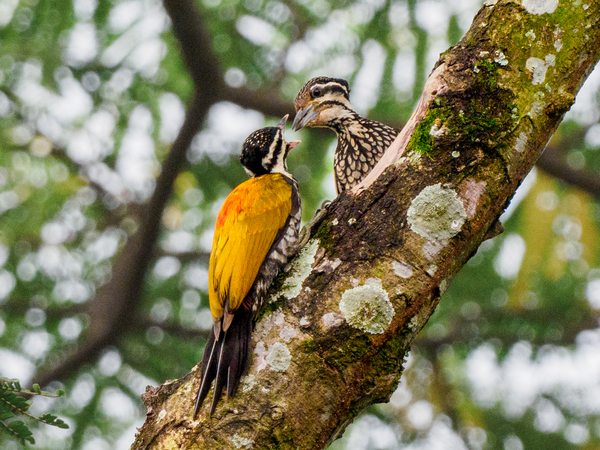 Common Flameback (both female).