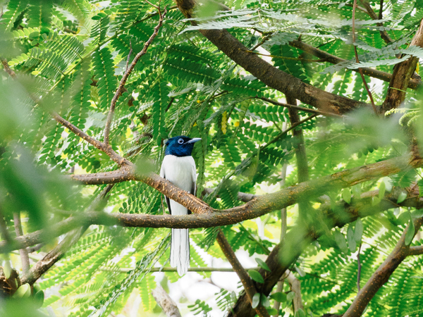 Amur paradise flycatcher (male).