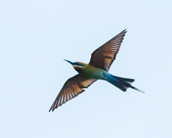 Blue-tailed bee-eater.