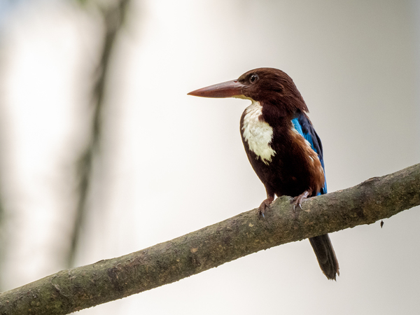 White-breasted kingfisher.