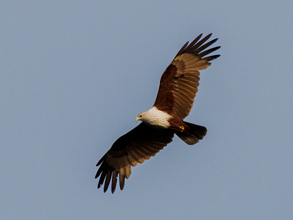 Brahminy kite.