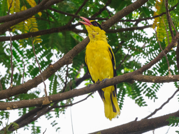 Black-naped oriole.