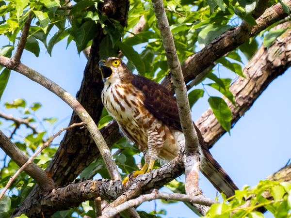 Crested goshawk.