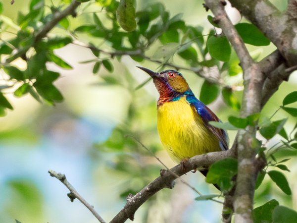 Red-throated sunbird.