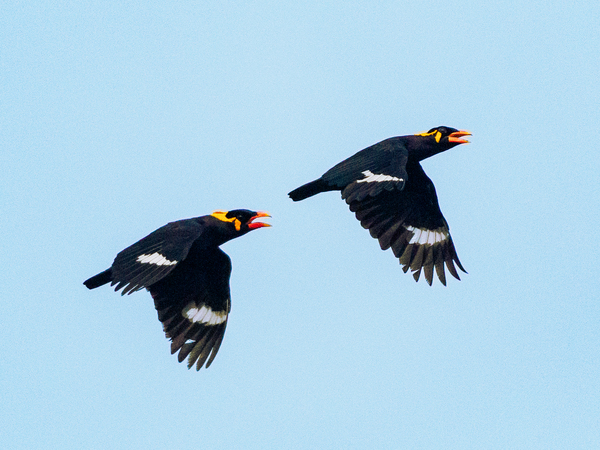 Hill myna.