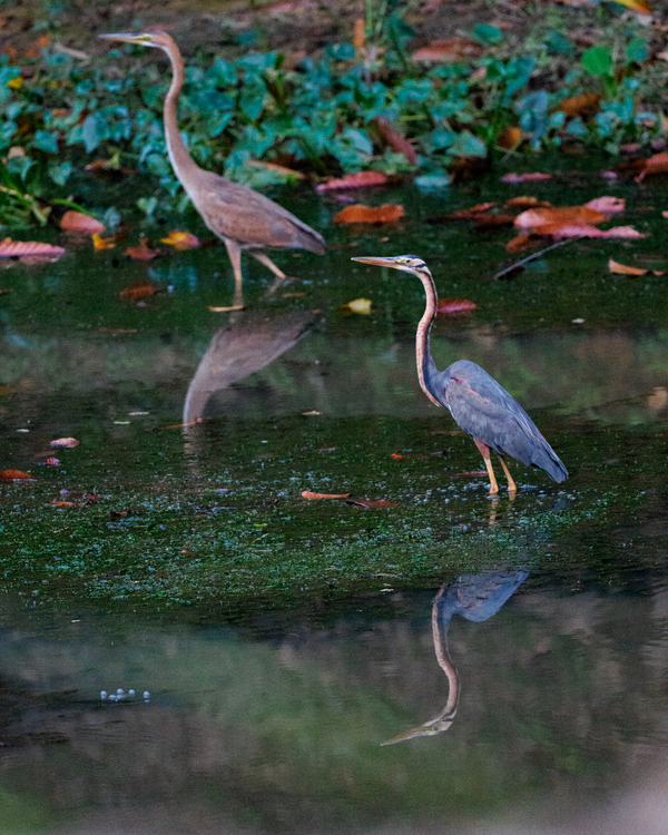 Purple heron.