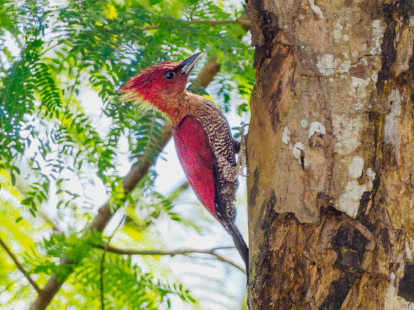 Banded woodpecker.