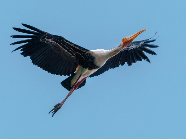 Painted stork.