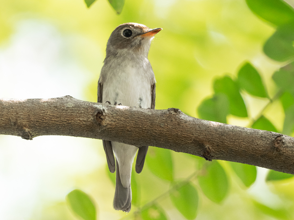 Asian brown flycatcher.