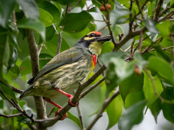 Coppersmith barbet.