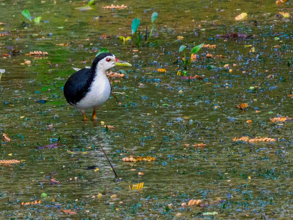 White-breasted waterhen.