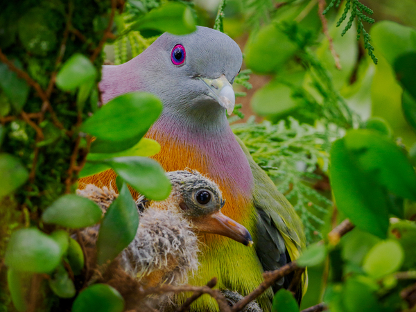 Pink-necked pigeon with hatchling.