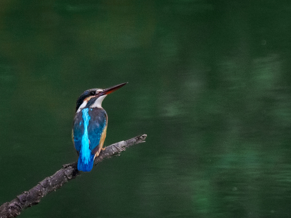 Eurasian kingfisher.