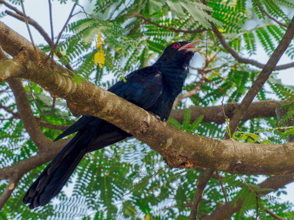 Asian koel (male).