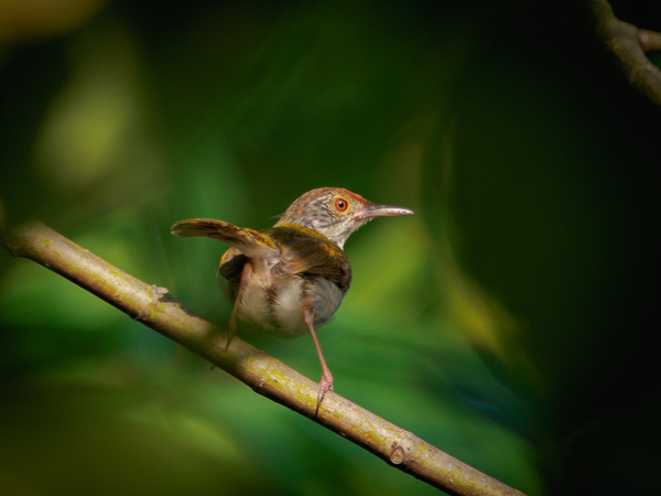 Common tailorbird.