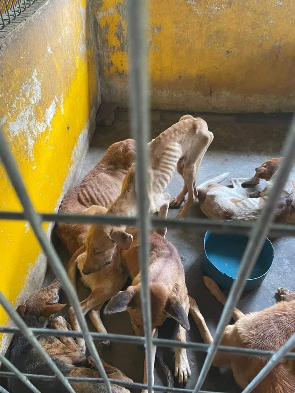 Des sauveteurs indépendants libèrent sous caution 97 chiens affamés du conseil municipal Dog Pound à Selangor