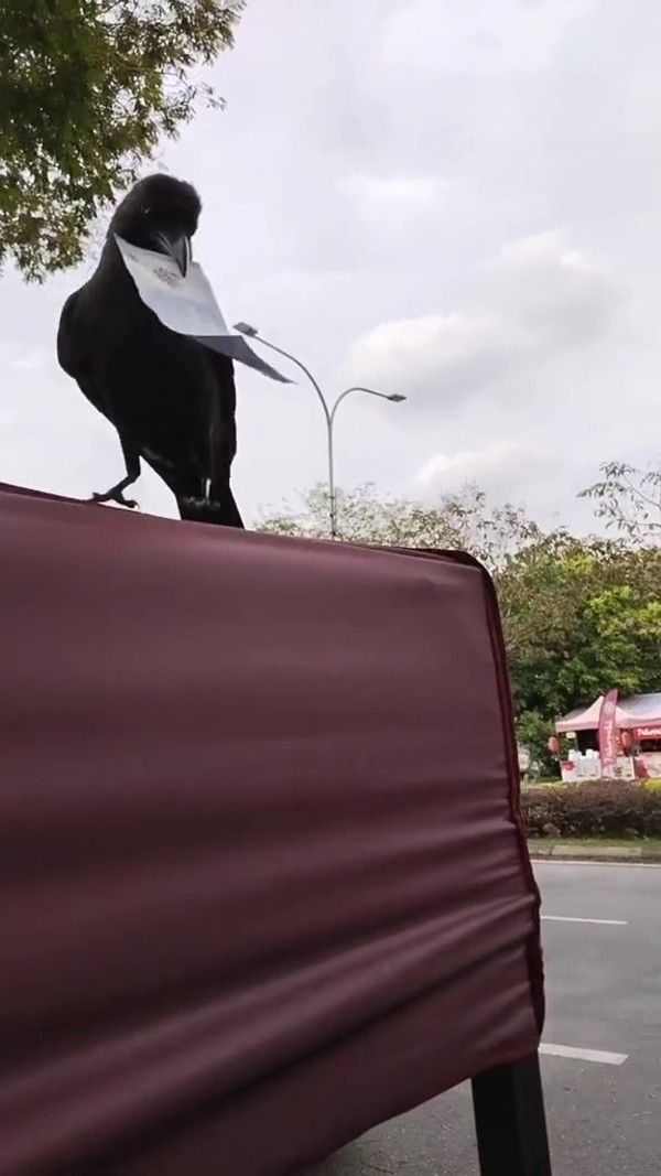 The crow with the RM1 note in its beak.