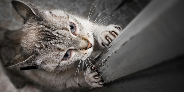 Cats show disruptive behaviour by scratching the furniture whenever they feel anxious.