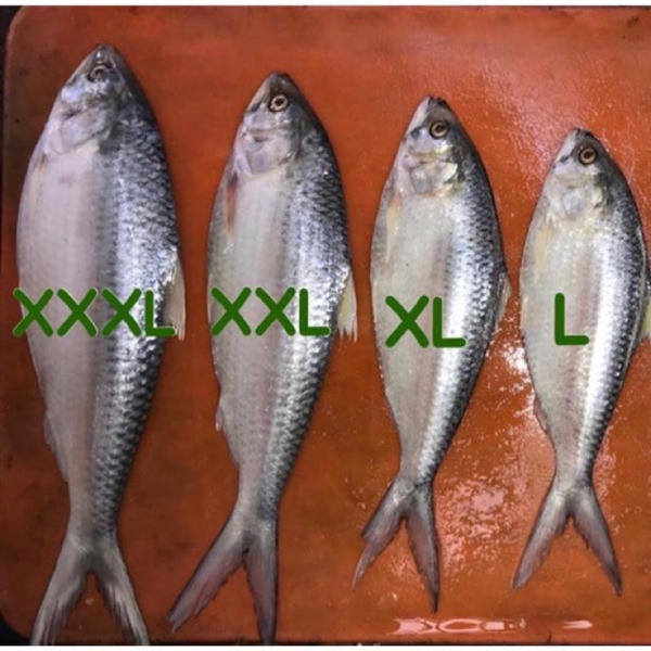 A photo of ikan terubuk in different sizes being sold on Shopee.