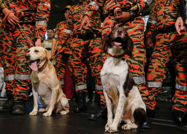 Denti (left) and Frankie (right) alongside their handlers at the Kuala Lumpur International Airport in Sepang.