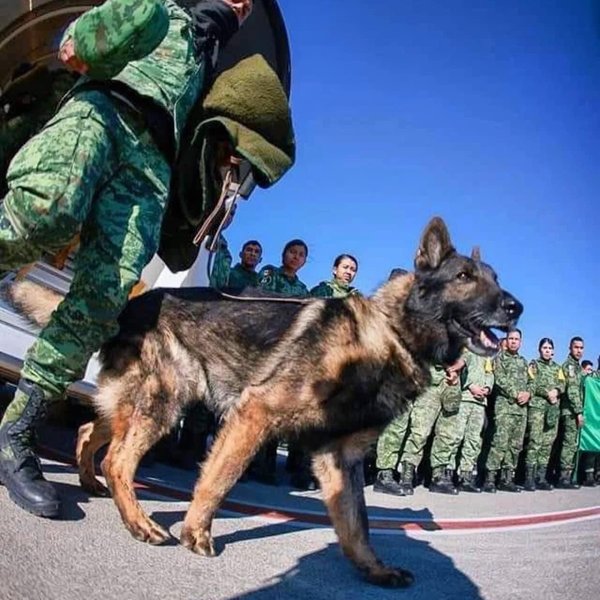 Proteo, the Mexican military German Shepherd that saved two earthquake survivors.